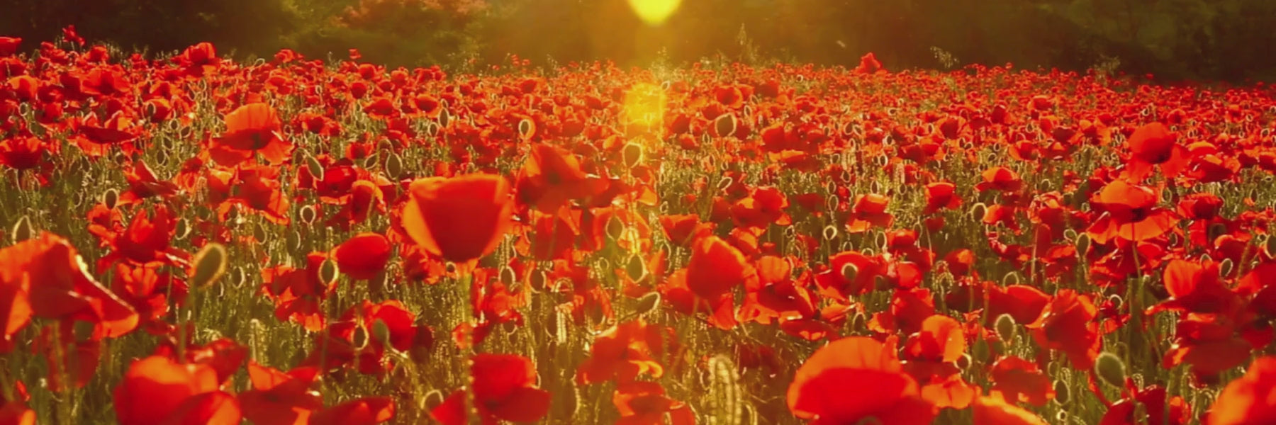 Load video: Anzac Day Lest We Forget