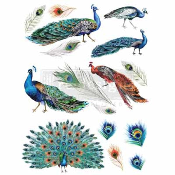 REDESIGN Transfer Peacock Dreams / Mollies New Zealand