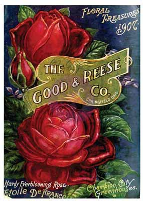 REDESIGN Transfer Etoile D France / Mollies New Zealand